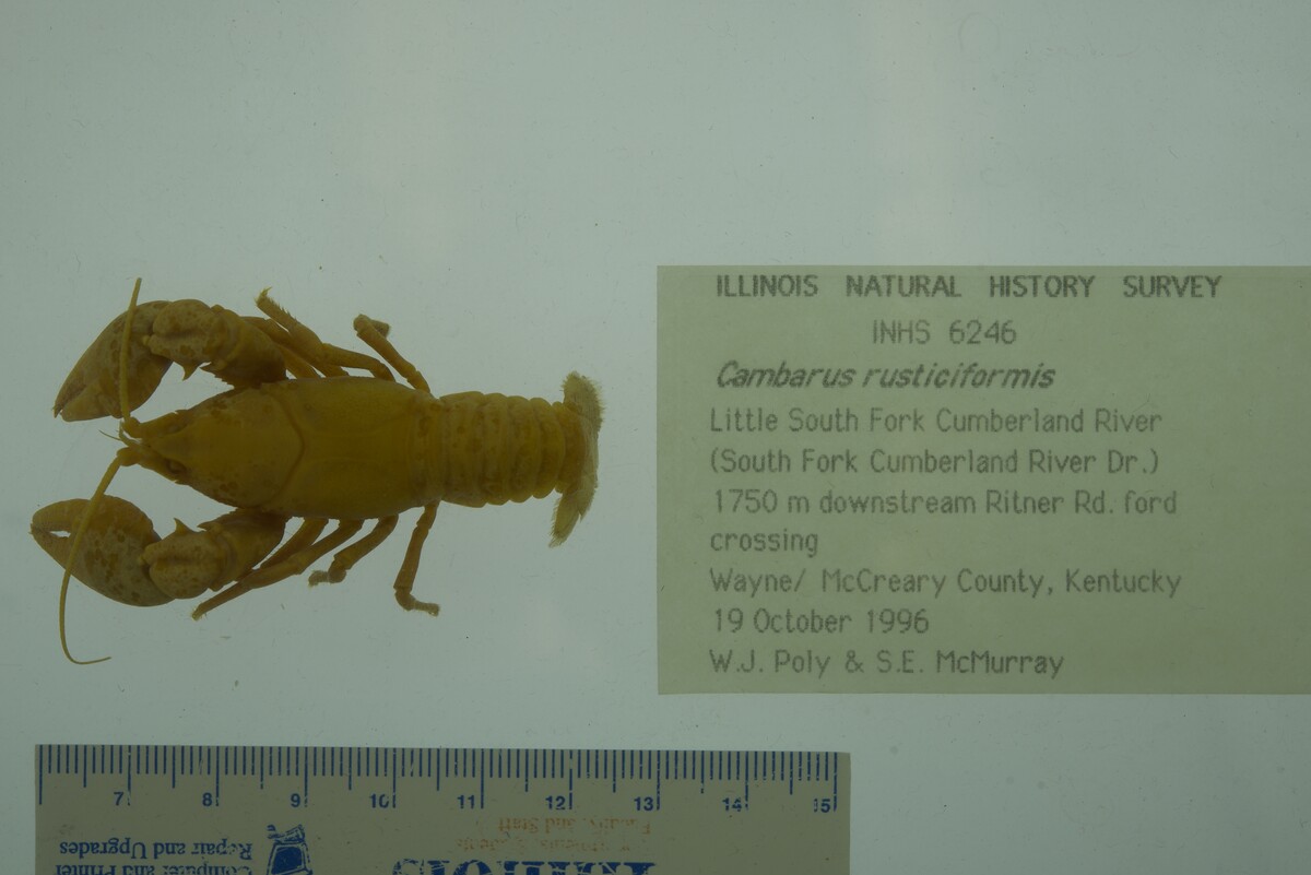 Cambarus rusticiformis image